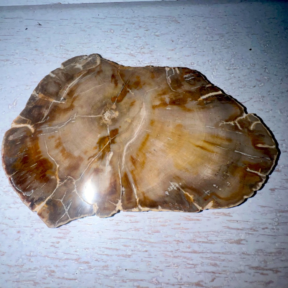 Natural Genuine Petrified Wood stone slab
